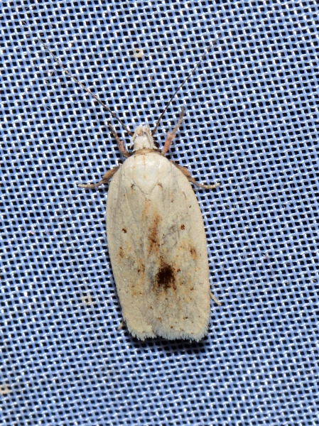 Agonopterix kaekeritziana? Si