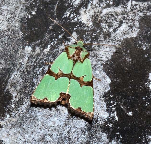 Staurophora celsia : Noctuidae