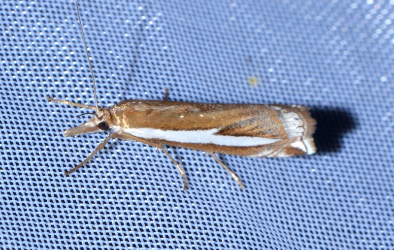 Crambus hamella ? S