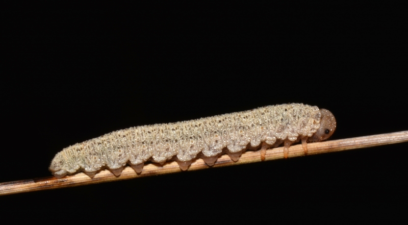 Larva di Symphyta