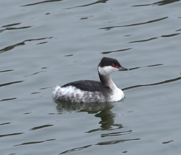 Svasso cornuto  (Podiceps auritus)