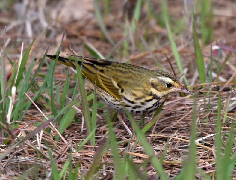 Prispolone indiano (Anthus hodgsoni)