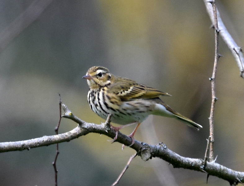 Prispolone indiano (Anthus hodgsoni)