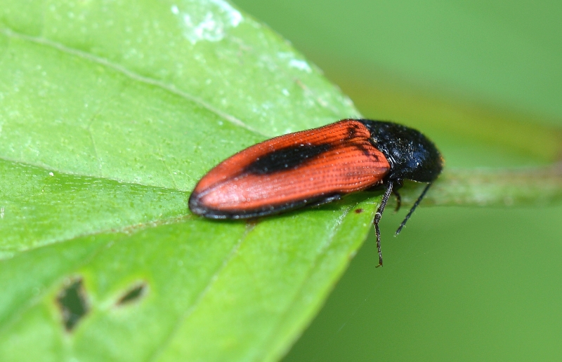 Elateridae: Ampedus sanguinolentus