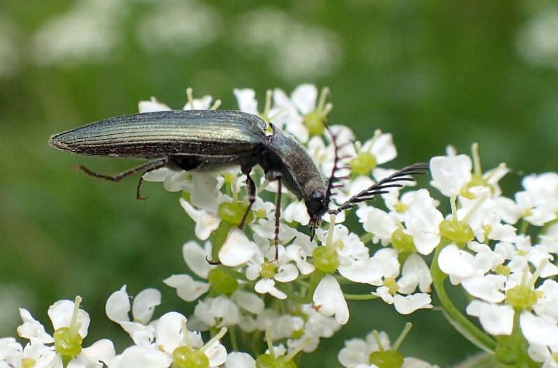 Elateridae: Ctenicera heyeri (cfr.)