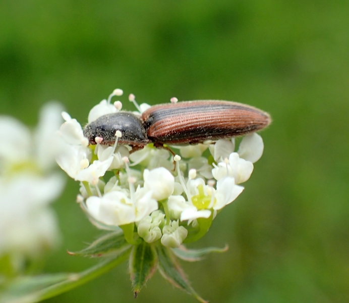 Elateridae: Athous sp.? femmina di Athous vittatus