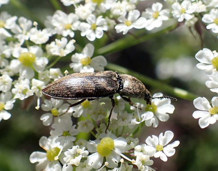 Elateridae: Prosternon tessellatum (cfr.)