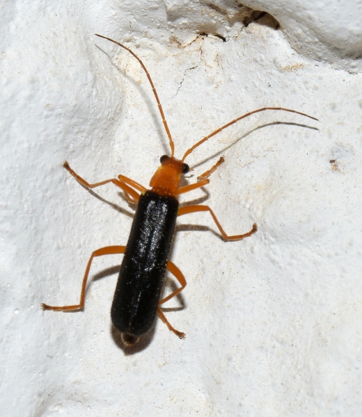 Cantharidae: Rhagonycha kiesenwetteri kiesenwetteri