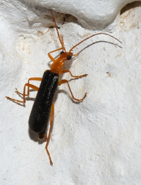 Cantharidae: Rhagonycha kiesenwetteri kiesenwetteri