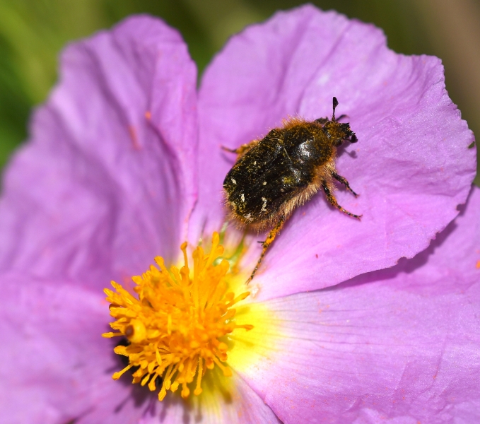 Cetoniidae: Tropinota hirta