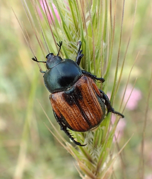 Rutelidae: Anisoplia tempestiva