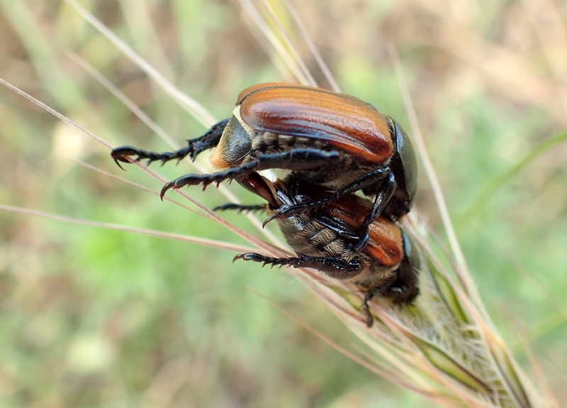 Rutelidae: Anisoplia tempestiva