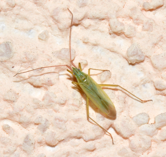 Miridae: Trigonotylus sp.