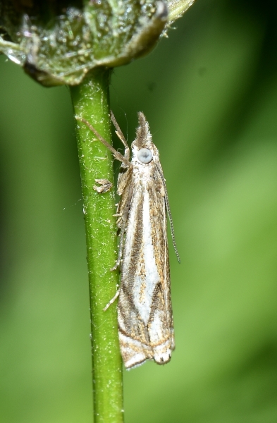 Crambidae da Id: Crambus lathoniellus