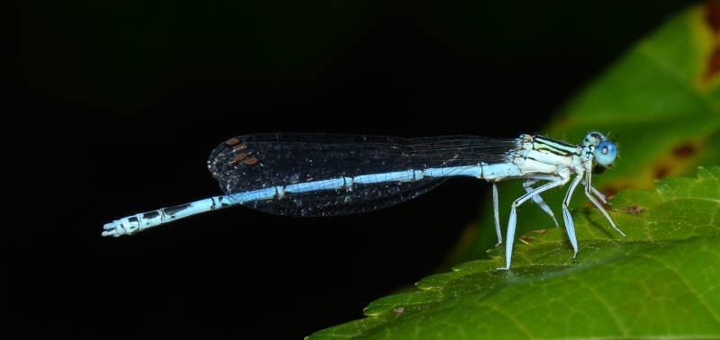 Platycnemis pennipes