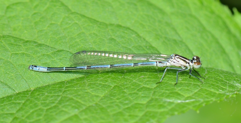 Coenagrion puella