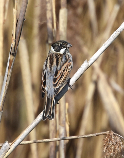 Migliarino di palude (Emberiza schoeniclus)