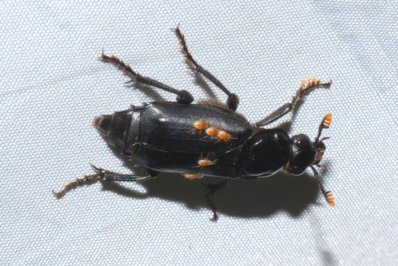 Silphidae:  Nicrophorus humator