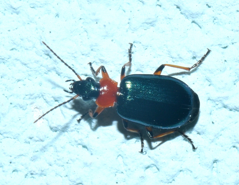 Carabidae: Lamprias cyanocephalus
