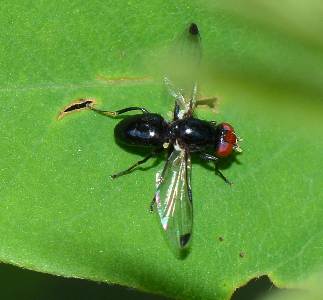 Ulididae: Ulidia apicalis, maschio