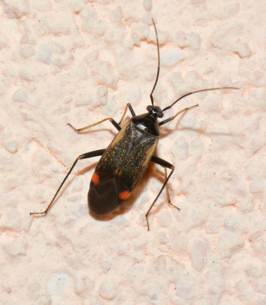 Adelphocoris seticornis? S...