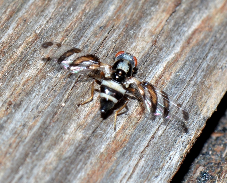 Ulididae: Myennis octopunctata?  Sì !