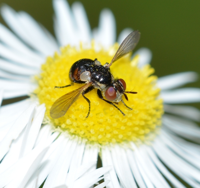 Tachinidae Phasiinae: Gymnosoma cfr. clavatum