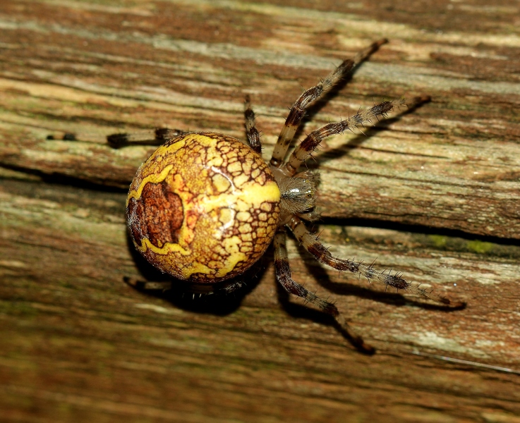 Quale Araneus? Araneus marmoreus - Sernaglia della Battaglia (TV)