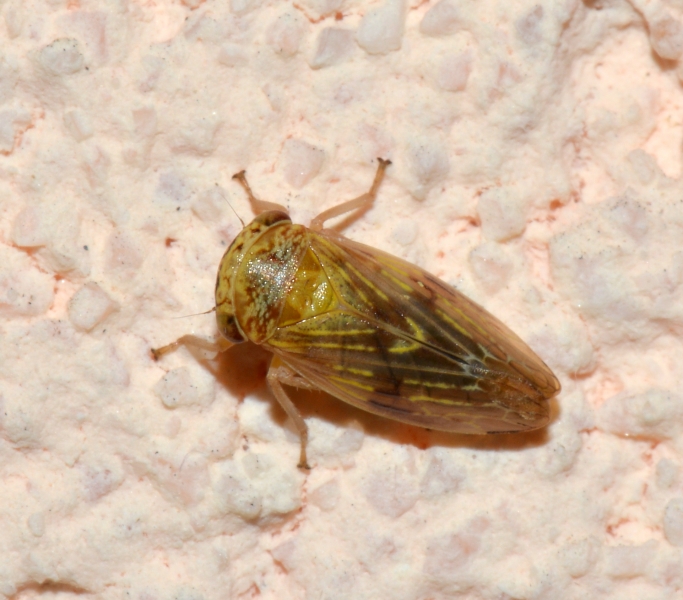 Cicadellidae: Rhytidodus decimusquartus