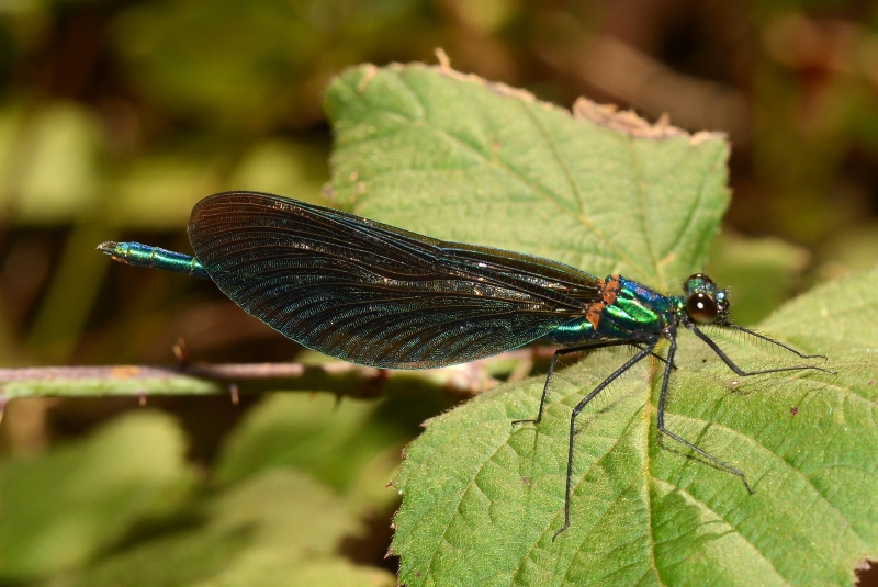 Calopteryx virgo