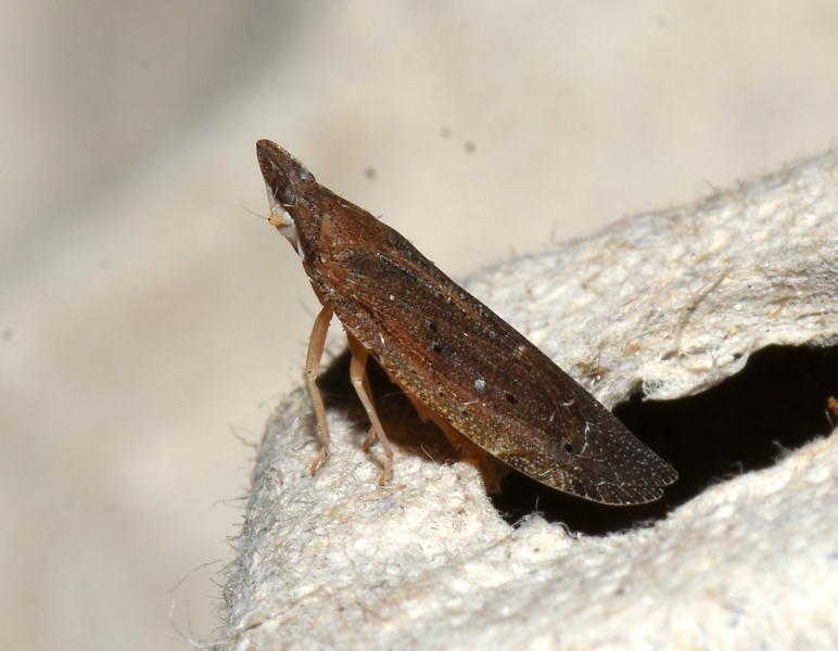 Da Cipro: Cicadellidae?  No, Fulgoromoprha: cfr. Achilidae sp.