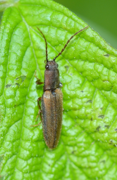 Elateridae: Athous subvirgatus