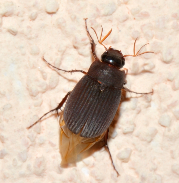 Melolonthidae: Maladera holosericea