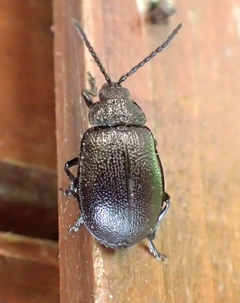 Chrysomelidae: Galeruca tanaceti