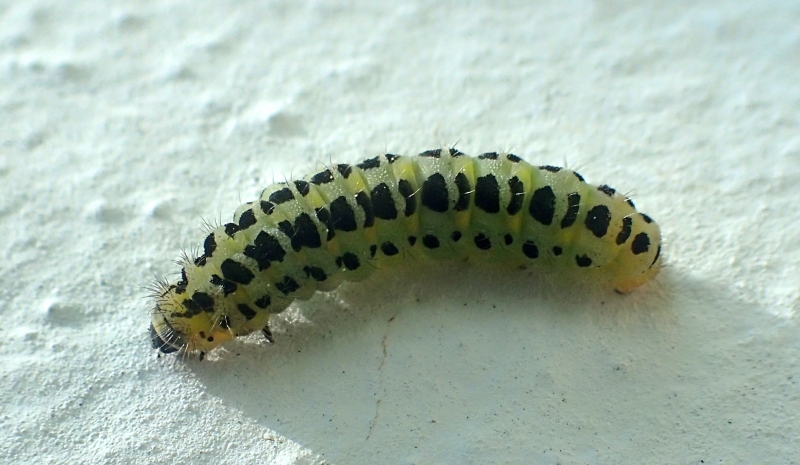 Bruco di Zygaena filipendulae?