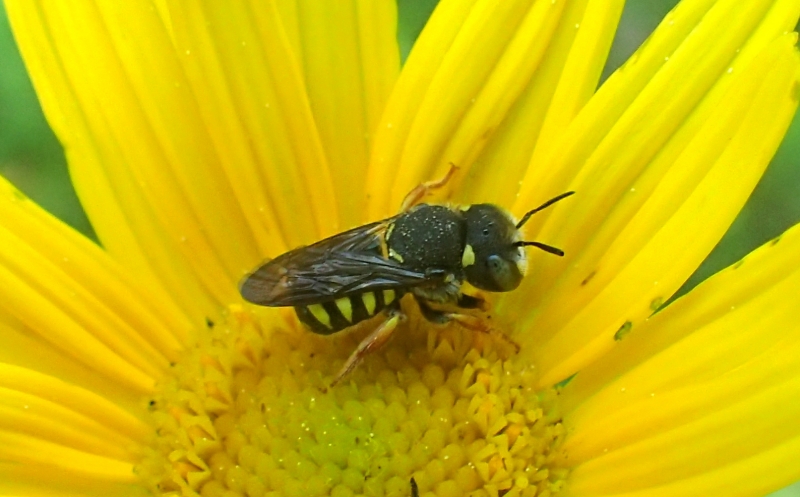 Megachilidae? S,...Anthidiellum sp. (Apidae Megachilinae)