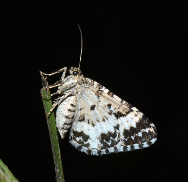 Geometridae da id: Epirrhoe tristata