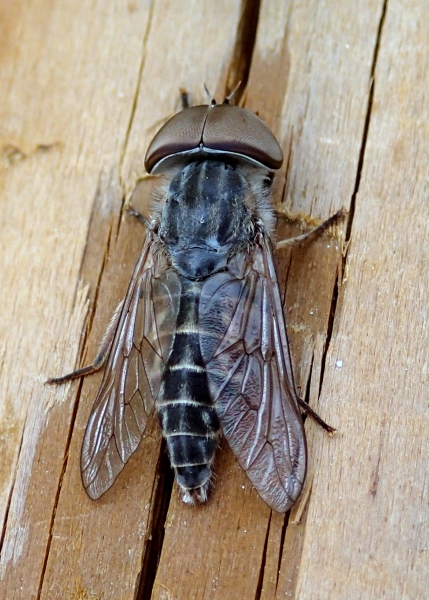 Tabanidae da Id.