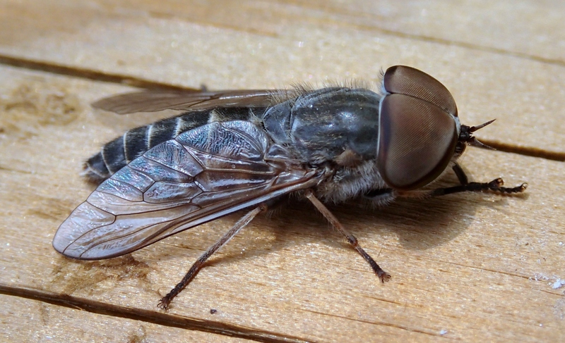Tabanidae da Id.