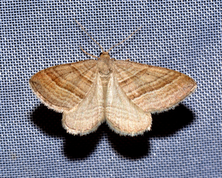 Phibalapteryx virgata? S