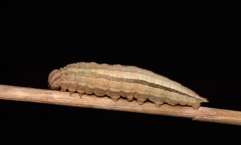 Bruco da Id: Minois dryas - Nymphalidae Satyrinae
