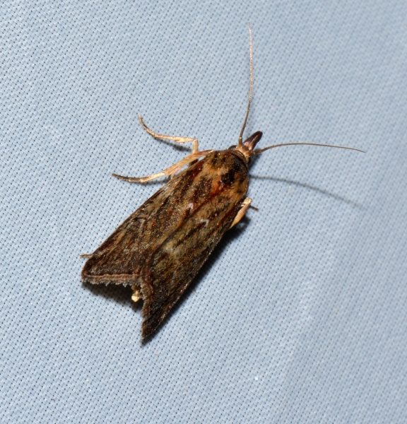 Micro da Id.  1