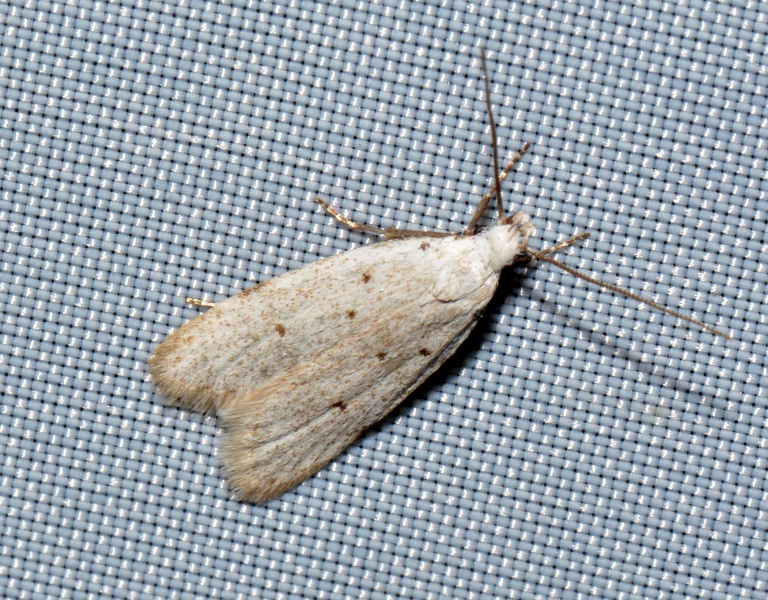 Micro da Id: Gelechidae sp.
