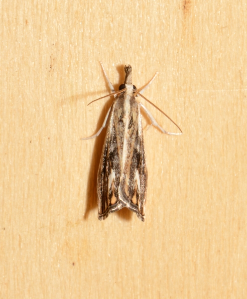 Catoptria verellus?  S !