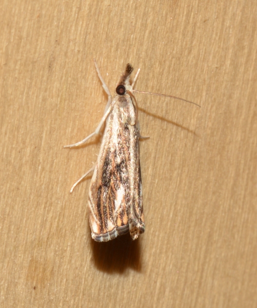 Catoptria verellus?  S !