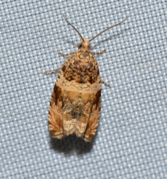 Tortricide:  Celypha flavipalpana