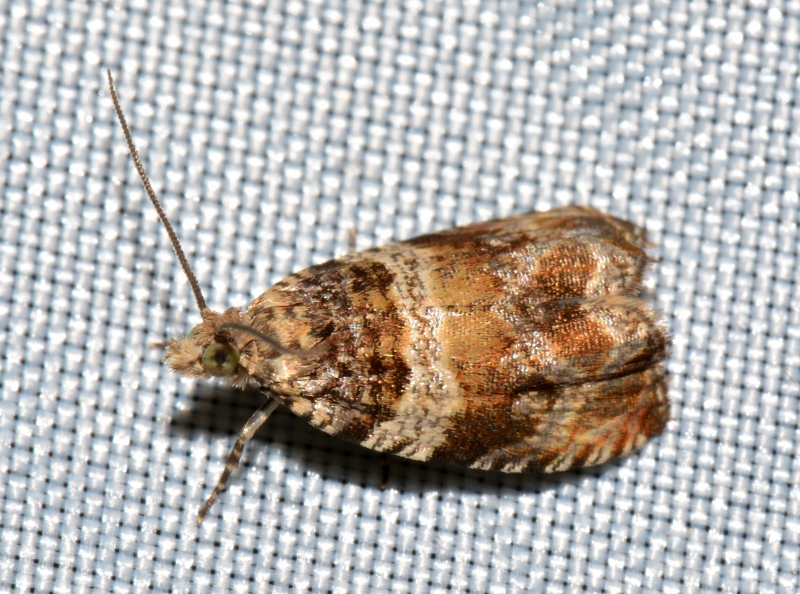 Tortricide:  Celypha flavipalpana