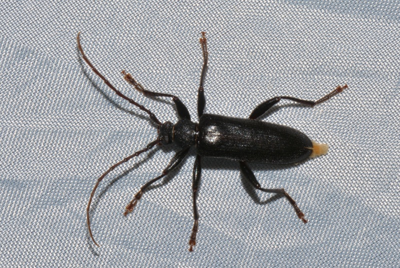 Cerambycidae: Saphanus piceus, maschio