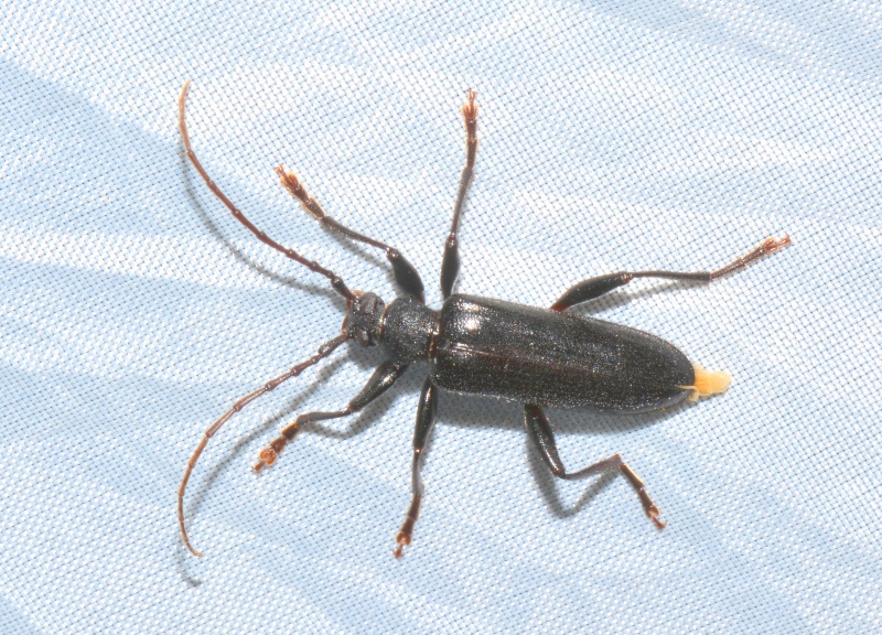 Cerambycidae: Saphanus piceus, maschio