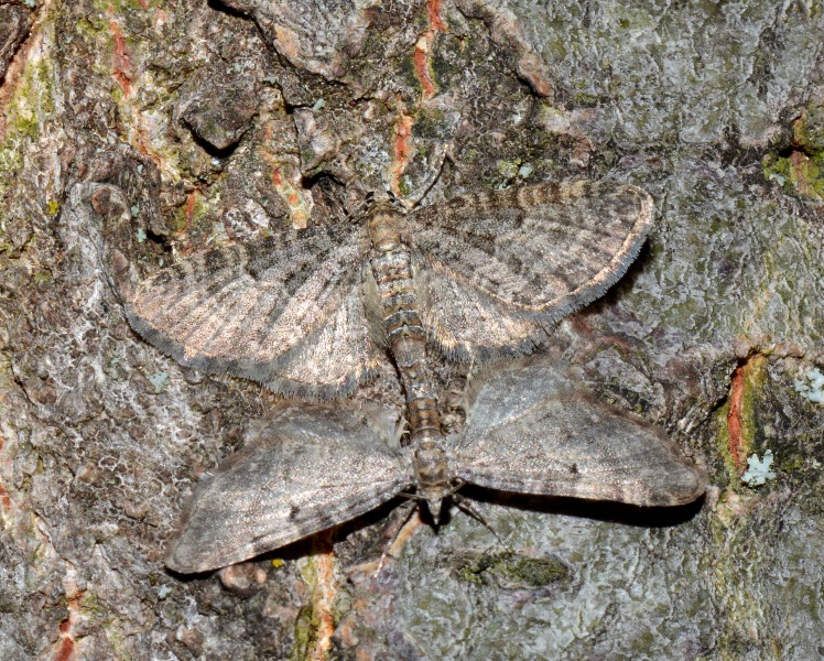 Eupithecia in accoppiamento